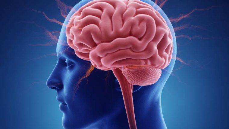À quoi sert l’oméga 3 pour le cerveau et le cœur